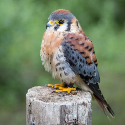 Kestrel_ bird