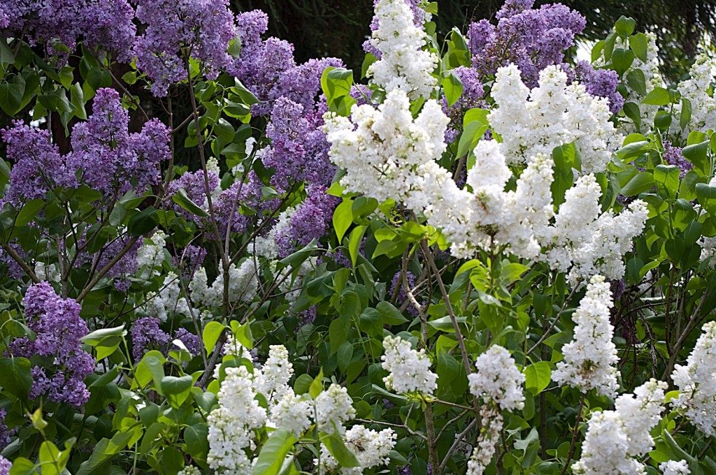 Lilac-Garden2-1024x680