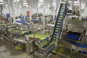 Manufacturing - vegetable_processing_facility