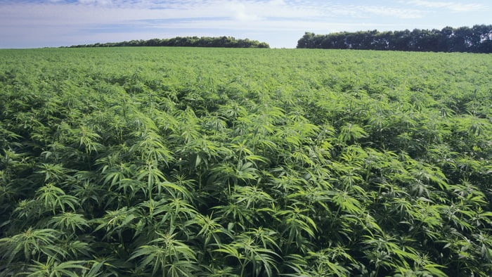 Marijuana - cash crop