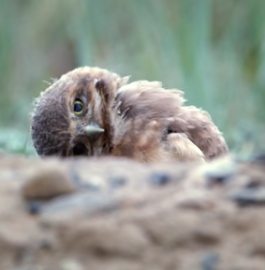 owl-burrowing