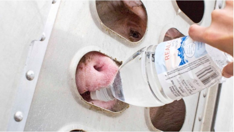 Pigs being watered - trial