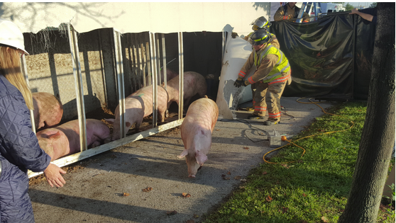 pigs-leaving-truck