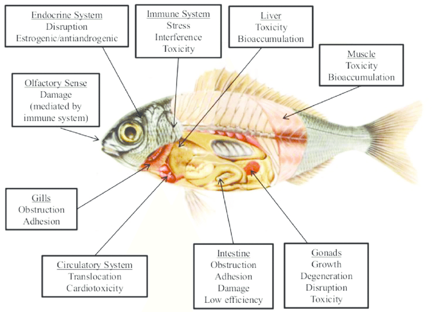 Principal-effects-of-microplastics-on-fish