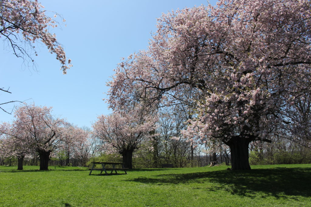 RBG cherry tree