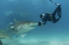 Rob Stewart with sharks