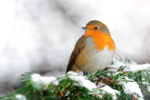 Robins and snow