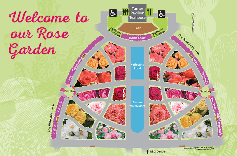 Rose garden layout