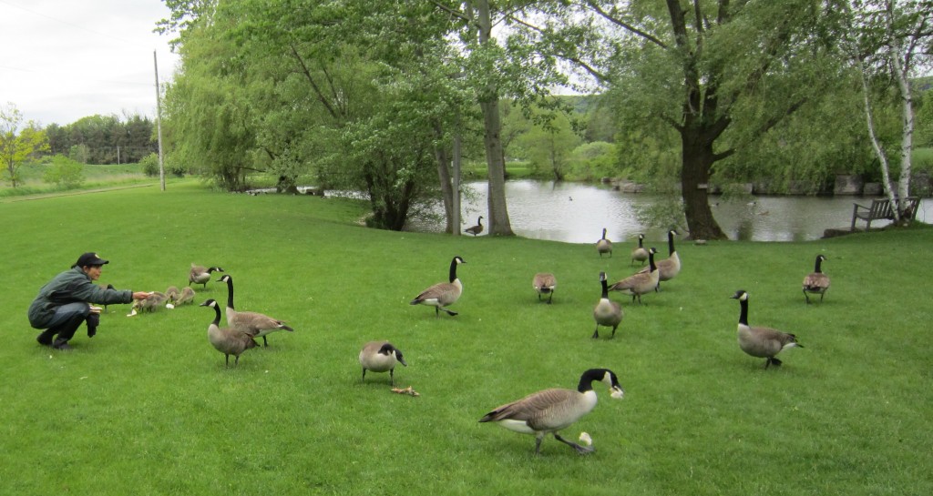 Sheldon-Barbara-with-geese-1024x545