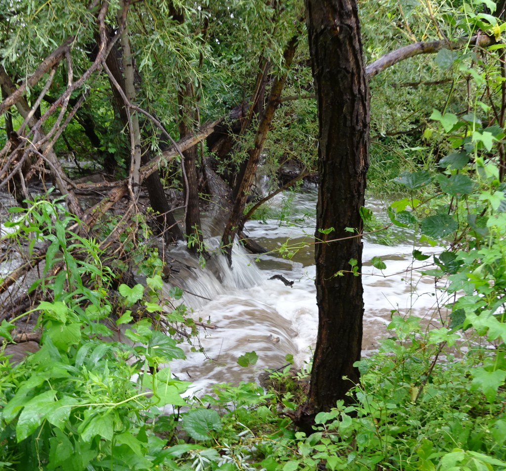 Sheldon Creek - small dam - fallen tree
