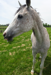 Stallion - young - colour leaves