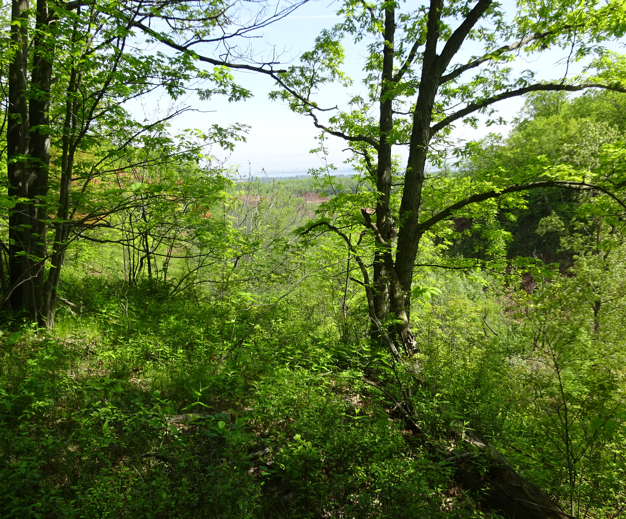 Trails, shale - harbour