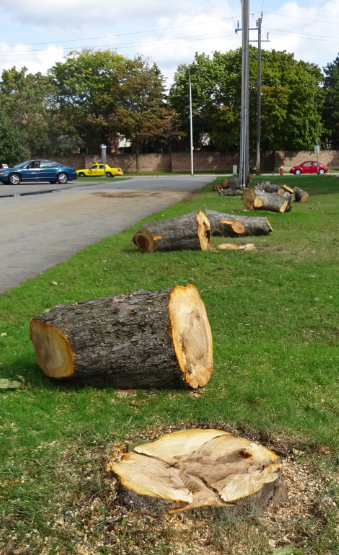Tree stumps Guelph Line