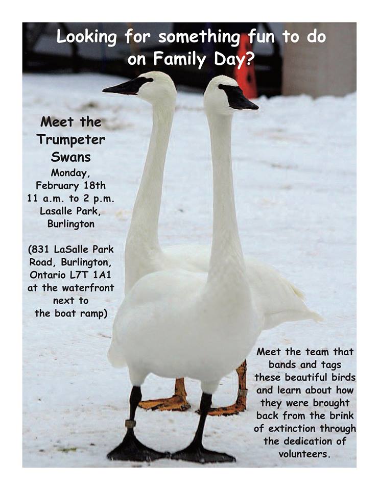 Trumpeter swan - Family Day
