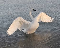 Trumpeter swan - wings wide
