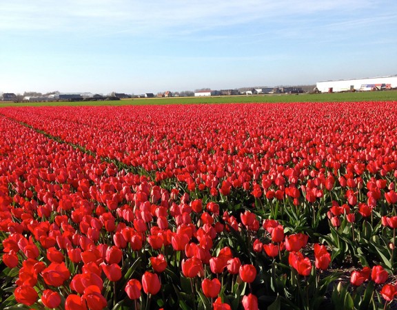 Tulip garden