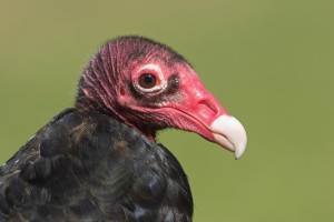 Turkey Vulture - head and beak