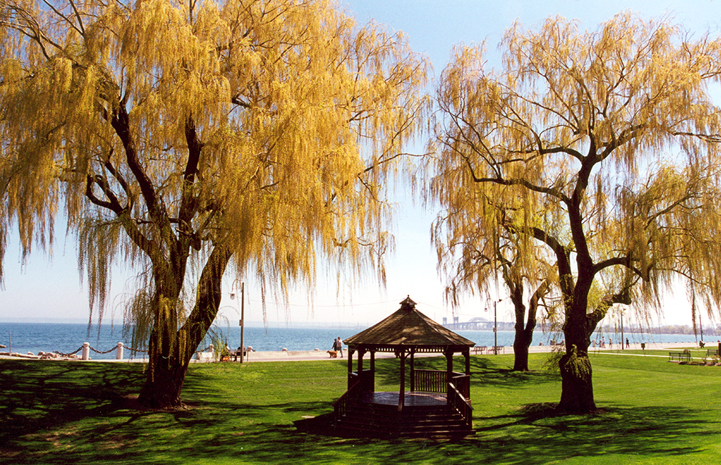 Willows - Weeping_Willows_Spencer_Smith_Park