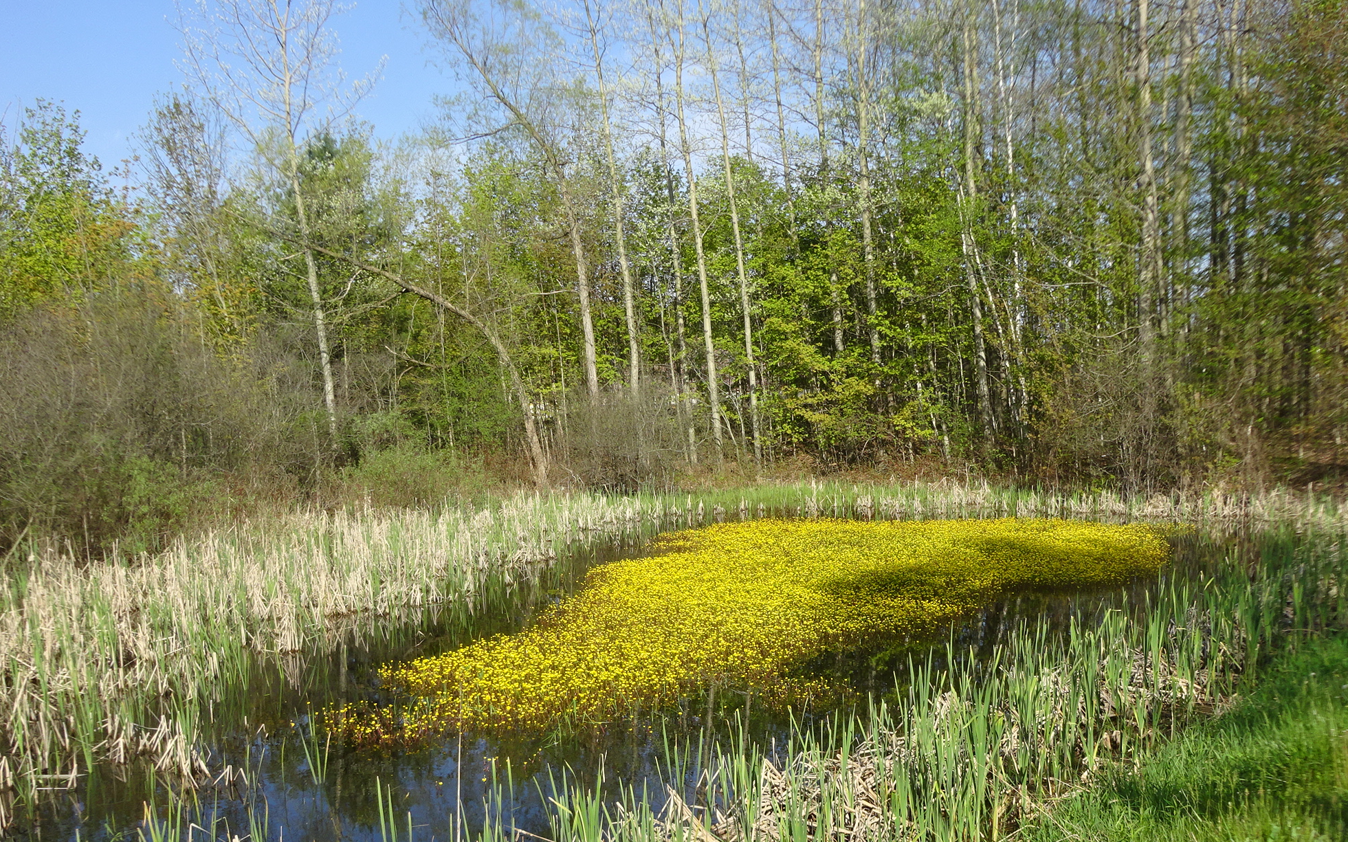 Yellow plants in pond