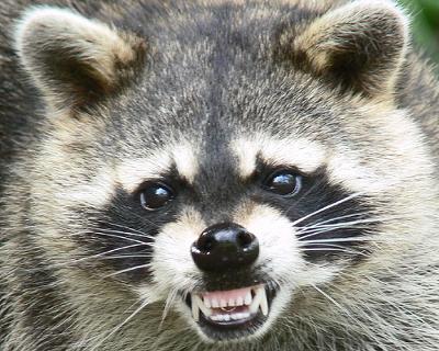 abid-raccoon-attack