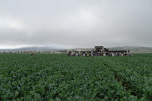 brocoli - large field