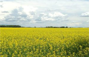 This filed of canola is at the 50 per cent bloom stage. The optimum time to apply a fungicide to protect canola from sclerotinia is at 20 to 30 per cent bloom, but it can be applied up to 50 per cent bloom. photo lionel kaskiw, mafrd