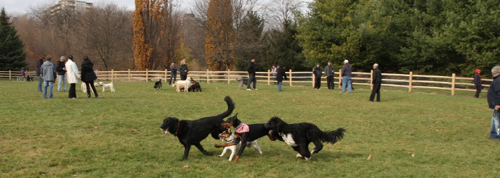 what do you do if an off leash dog approaches wag