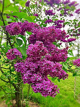 lilac busg - large