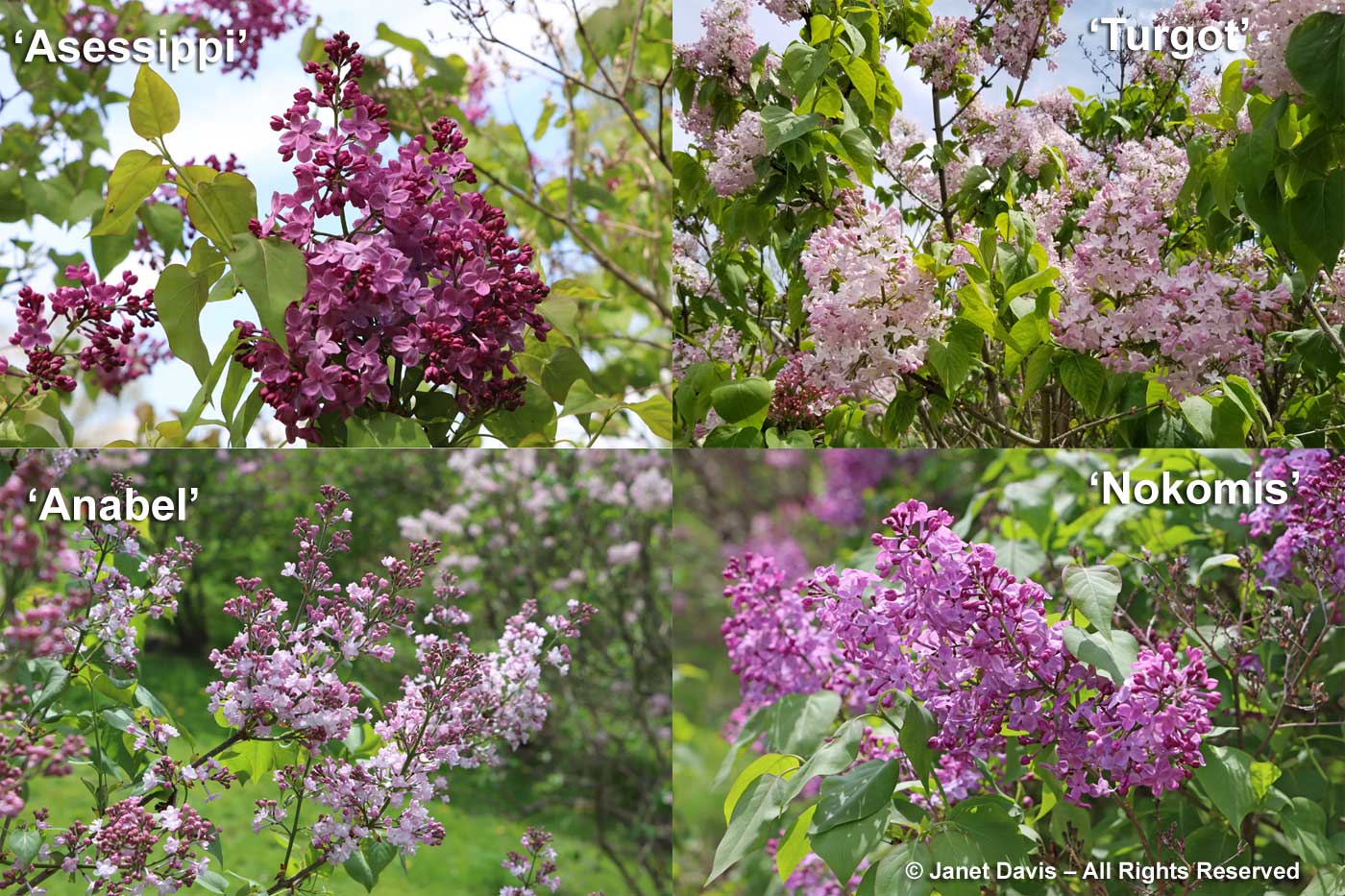 lilac types