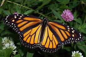 monarch butterfly with milkweed