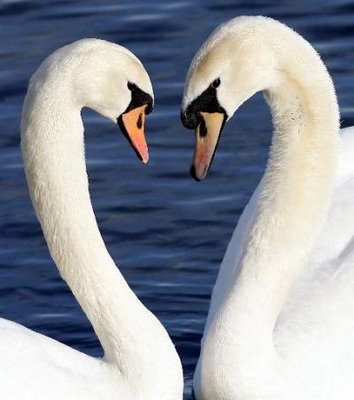 monogamy-swans