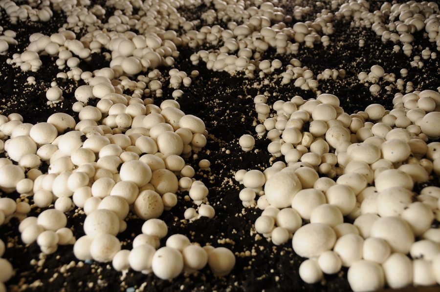 mushroom fields