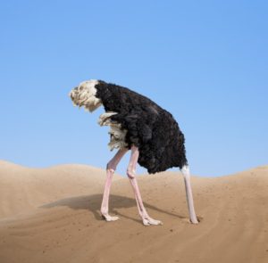 ostrich head in sand
