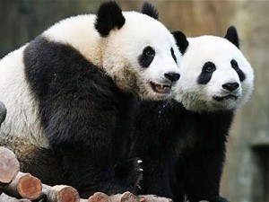 pandas bears