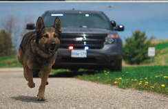 police dog running