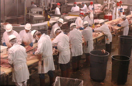 pork production line