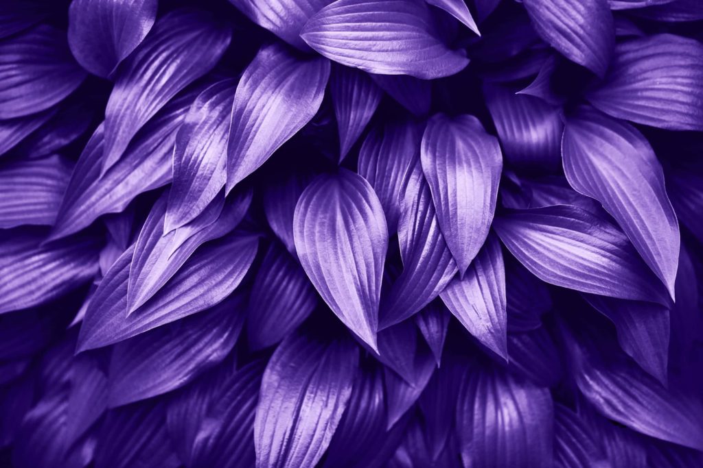 purple