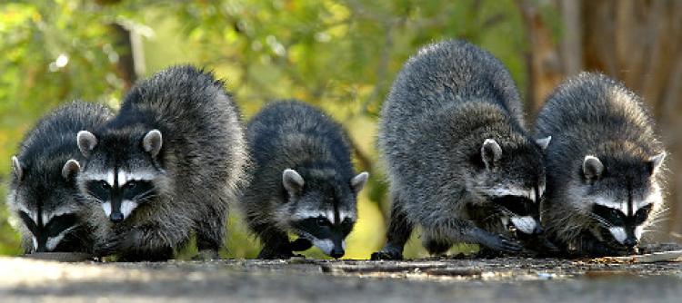 racoons
