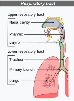 respitory tract