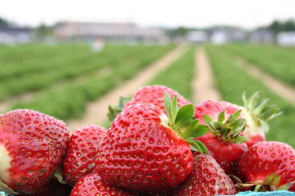 strawberries-field
