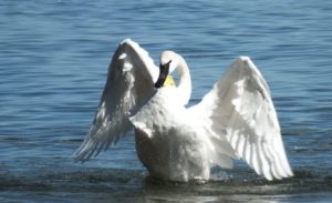swan wings wide