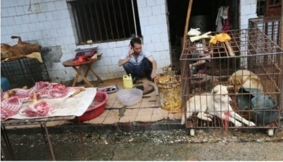 wet market - dog